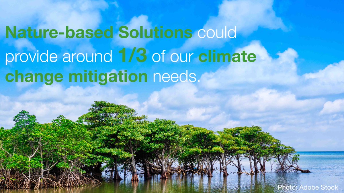 IUCN's tweet photo. Nature-based Solutions used with deep emissions cuts can be key to solving the #climate and biodiversity crises but misusing them can harm biodiversity and communities.
 
Learn more about the power of #NaturebasedSolutions ➡️ https://t.co/AIbkAB7uW2 https://t.co/rbW3re8bwm
