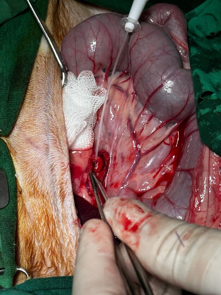 ozer_kursat's tweet photo. Üst idrar yolunda (üreter) yaklaşık 3 mm taş bulunan kedimizin taşını uzaklaştırdık.
#veteriner #veterinerkliniği #hayvanhastanesi #kedi #cat #vet #veterinary #urinarystone #idrartaşı #zeyti̇nburnu #istanbul https://t.co/XqCI4NduqR