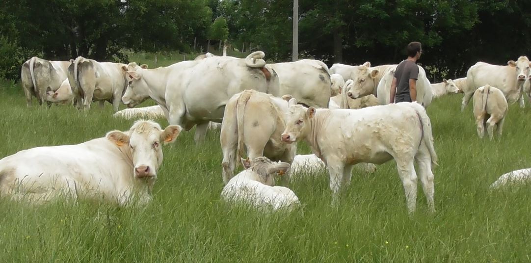 CapProteines's tweet image. 🐂☘️ Formation d'@Arvalisofficiel et @InstitutElevage sur l’autonomie alimentaire en élevage bovin allaitant fin mars dans l'Indre

👉 idele.fr/detail-formati…

#AutonomieProtéique #bovin