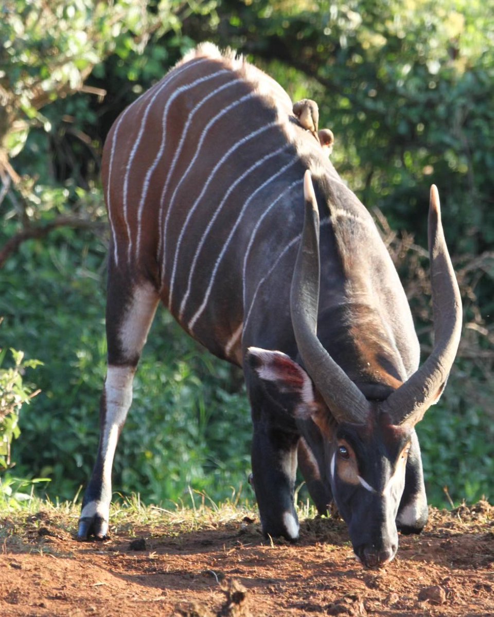 📢 RARE SIGHTING‼️
🌿Mountain Bongo sightings in Aberdares! 🌍 Rhino Ark UK actively supporting conservation in Mt. Kenya & Mau Eburu.

➡️ Support Mountain Bongo Conservation 🔗 justgiving.com/rhinoark

Photo Credit: John David

#MountainBongo #ConservationSuccess #RhinoArkImpact
