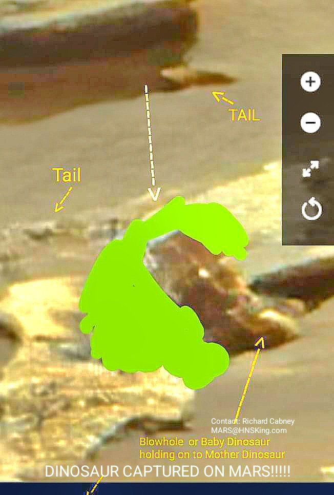 MarsLifeForms's tweet image. The "Euoplocephalus" has the same FACE-LIKE Feature/Blowhole on its neck as My Dinosaur I Captured on Mars, but the Mars Dinosaur face is totally Different &amp;amp; CREEPY!!!!!