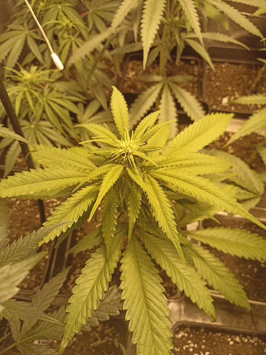 Dia 13 a 12/12, ya están muy estructuradas para soportar flores y empiezo a reducir la cantidad de nitrógeno, el primer error que he visto es dar muy poco de vegetativo para tener mas altura, sobre todo las Black Domina siendo tan indica.
#Autocultivo #CannabisCommunity