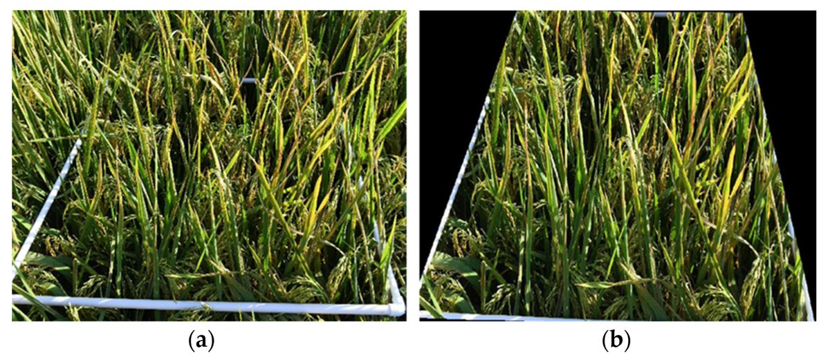 AgricultureMdpi's tweet photo. #AgricultureMdpi β Editor's Choice Article
π An Approach for Rice Bacterial Leaf Streak Disease Segmentation and Disease Severity Estimation
by Shuo Chen et al.
Link: https://t.co/P1tirEavwR
#ricebacterialleafstreak #leafdiseaserecognition #lesionsegmentation https://t.co/kajIJrIRzm