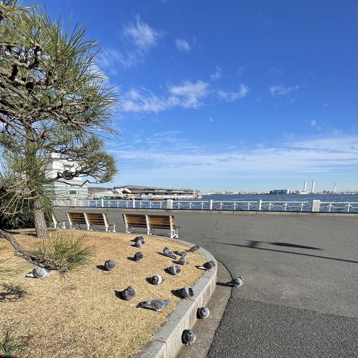 box206's tweet photo. 今朝の山下公園 https://t.co/I2rOU7XBWO