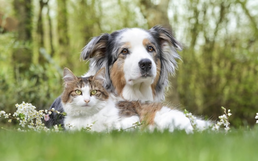 henryrio90's tweet photo. Investing in Pet Happiness: Budget-Friendly Ways to Spoil Your Furry Friend
#Pet #investinpet 
https://t.co/c95VD1qXeV https://t.co/rxu7YIevNz
