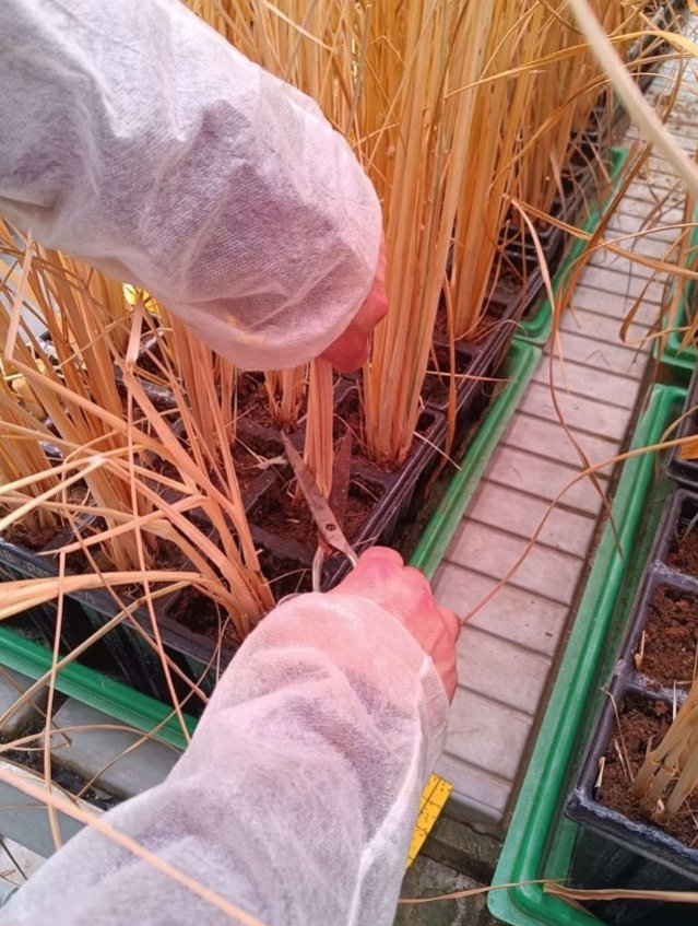 After a period of maturation, the plants are harvested for phenotypic analysis and #grain collection. <a href="/FutureGrain/">Future Grain</a>