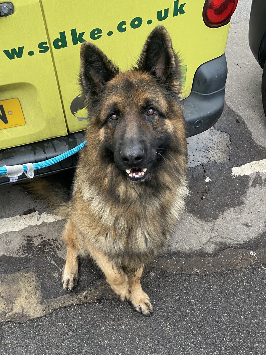 AdoptionsUk's tweet image. Please retweet to HELP FIND THE OWNER OR A RESCUE SPACE FOR THIS STRAY/ABANDONED DOG FOUND #PINNER #HILLINGDON #LONDON 🆘 
Male German Shepherd, chip not registered, found 8 January. Now in a council pound, he could be missing from another area.  This council pound will not allow…
