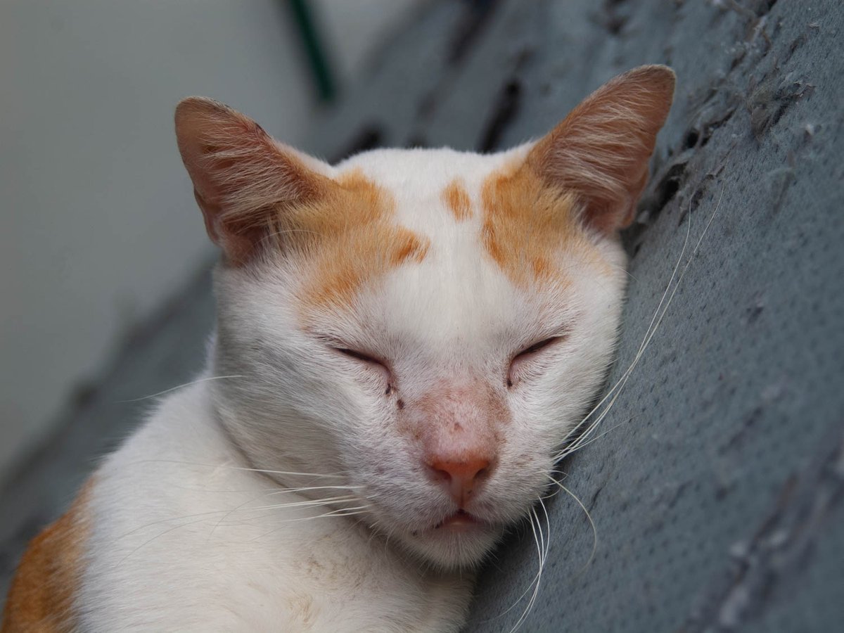 CasiPitik's tweet photo. Cat Nap

📷Pentax K100D 

#casipitik #kalyecats #PentaxK100D https://t.co/6nMzZVk3jT