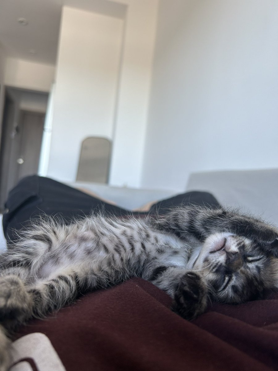 Mi corazón le pertenece a estas 4 patitas dormilonas 😭😭♥️