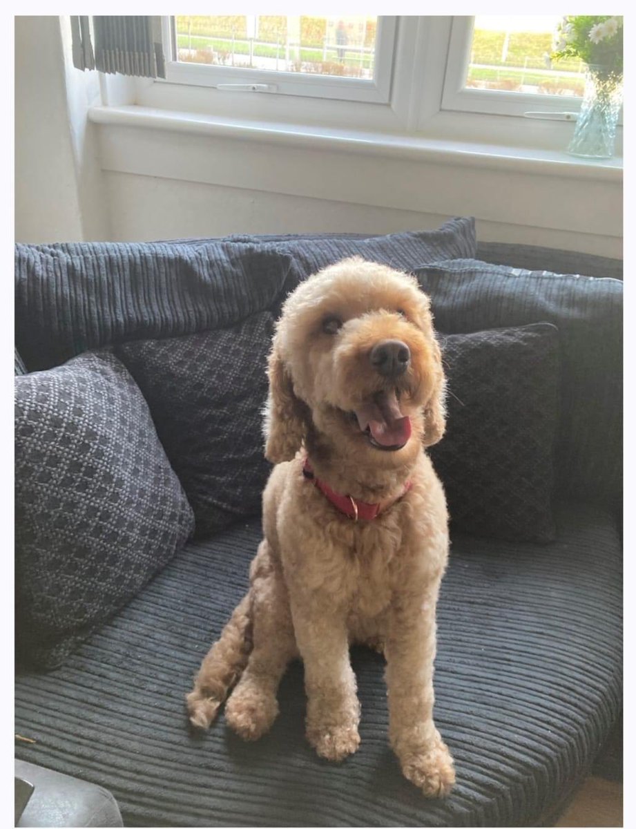 giveadogaboneN's tweet photo. Agnes and Woody have recently joined our Monthly Support scheme, as she was struggling to afford to get him groomed...

“Groomer is doing amazing with him, so just wanted to thank you and send a photo so you can see the difference.

Thank you one again from Agnes and Woody xx " https://t.co/S3gOsJ7nOy