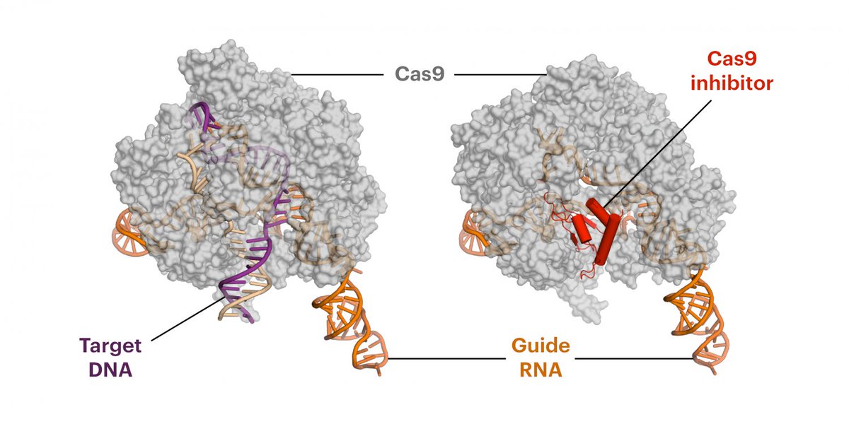 Anti-CRISPR proteins block CRISPR-Cas systems from working.

Phages use these anti-CRISPR proteins to overcome bacterial defenses.

This study predicted structures for 300,000 proteins using AlphaFold2, and found an anti-CRISPR protein against Cas12a.

nature.com/articles/s4146…