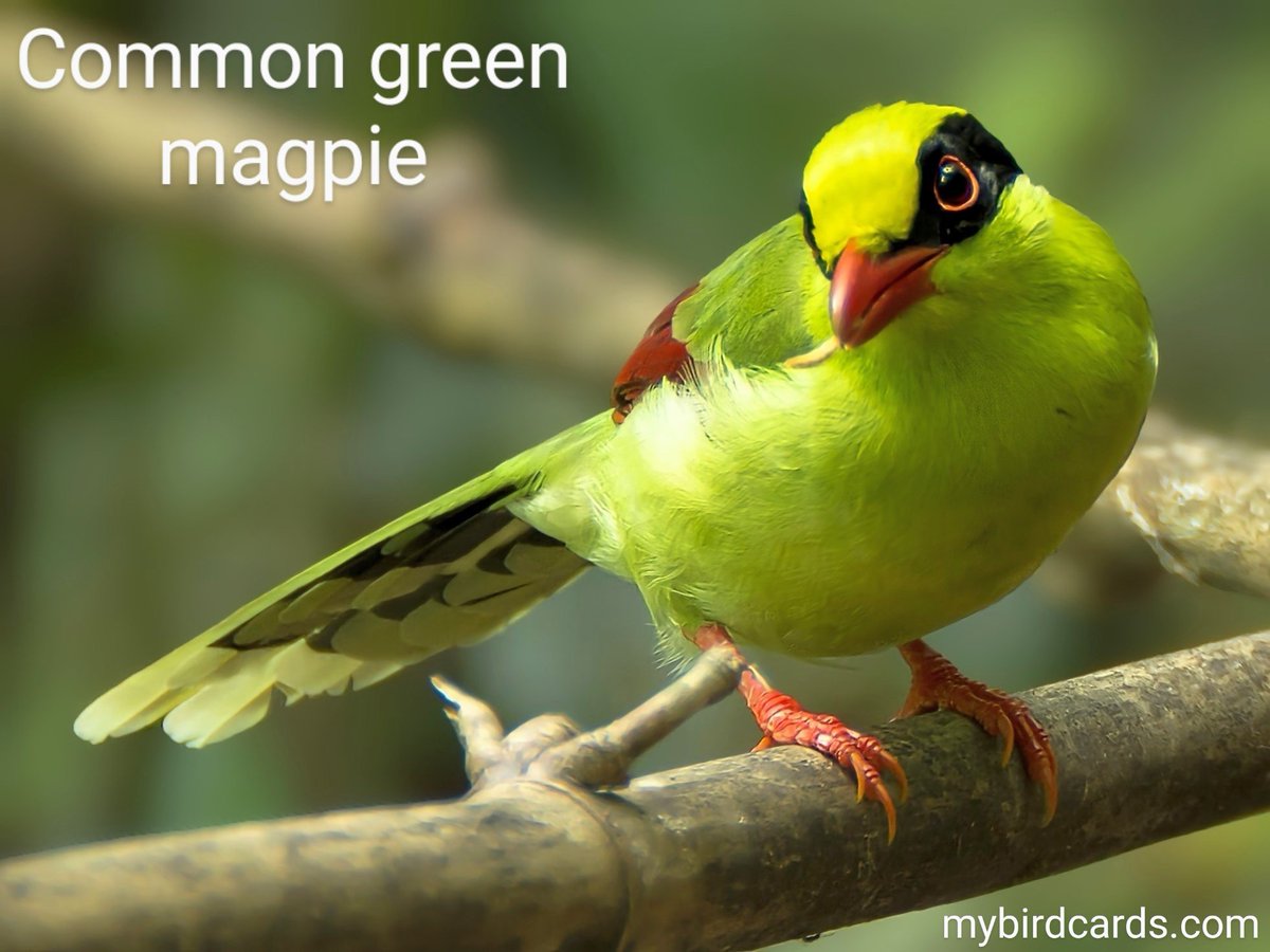 Common green magpie 🌏 #Asianbirds #Chinesebirds #Vietnamesebirds #Indonesianbirds #Indianbirds | #mybirdcards #birdcards #birds🦜