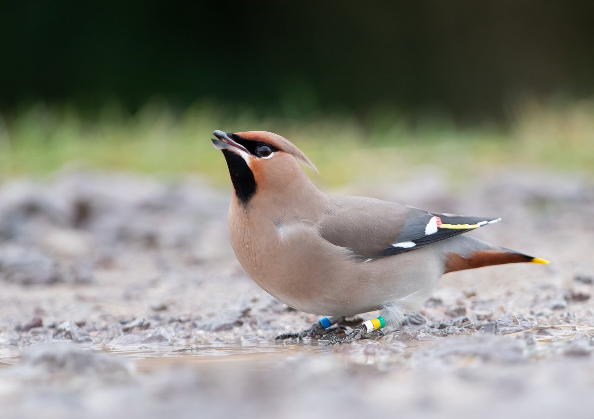 Another Waxwing shot from yesterday at Rodborough Common, this one of the colour-ringed individual #glosbirds <a href="/WaxwingsUK/">WaxwingsUK</a> <a href="/BBCSpringwatch/">BBC Springwatch</a>