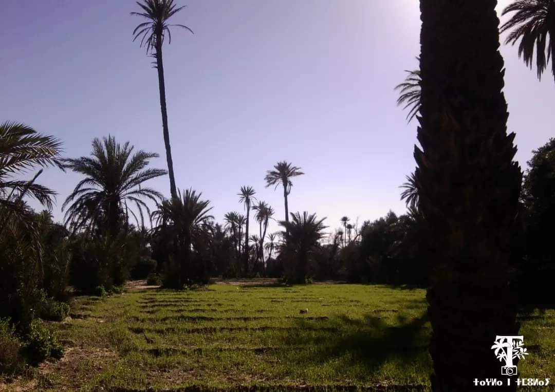 timoulayoasis's tweet photo. .
.
.
.
#trees #nature #tree  #naturephotography #photography #forest #landscape #green #sky #fall #travel #naturelovers #beautiful #palm #palms #photooftheday #palmtrees #clouds  #instagood #plants #hiking #woods #landscapephotography #landscapes #landscape_lovers  #timoulay https://t.co/RShv00wEfS