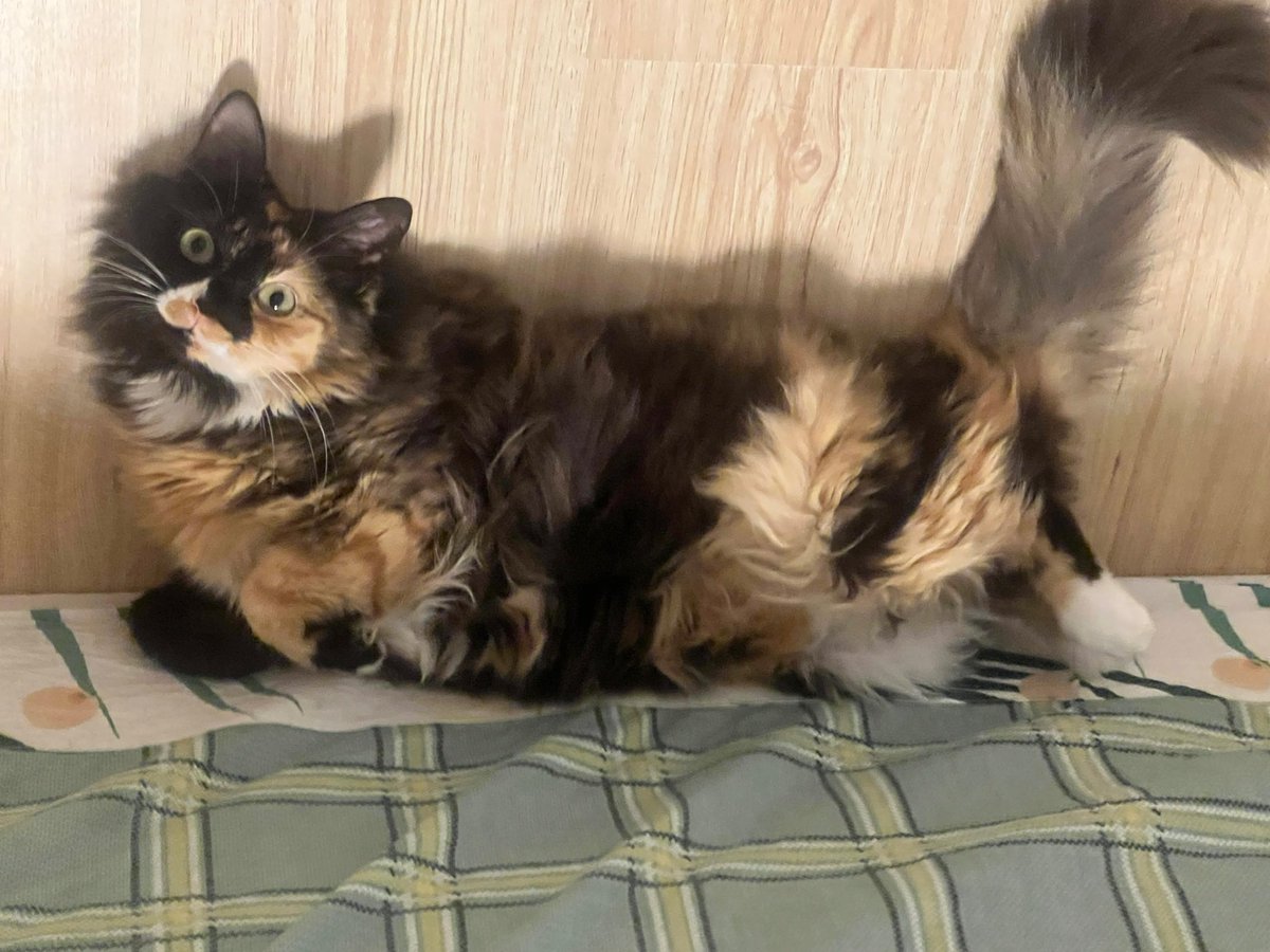 Oh well…happy Monday to everyone 

🥺🤓🐱

#CatsOfX #CAT #fyp #CatsOfTwitter 
#MondayBlues