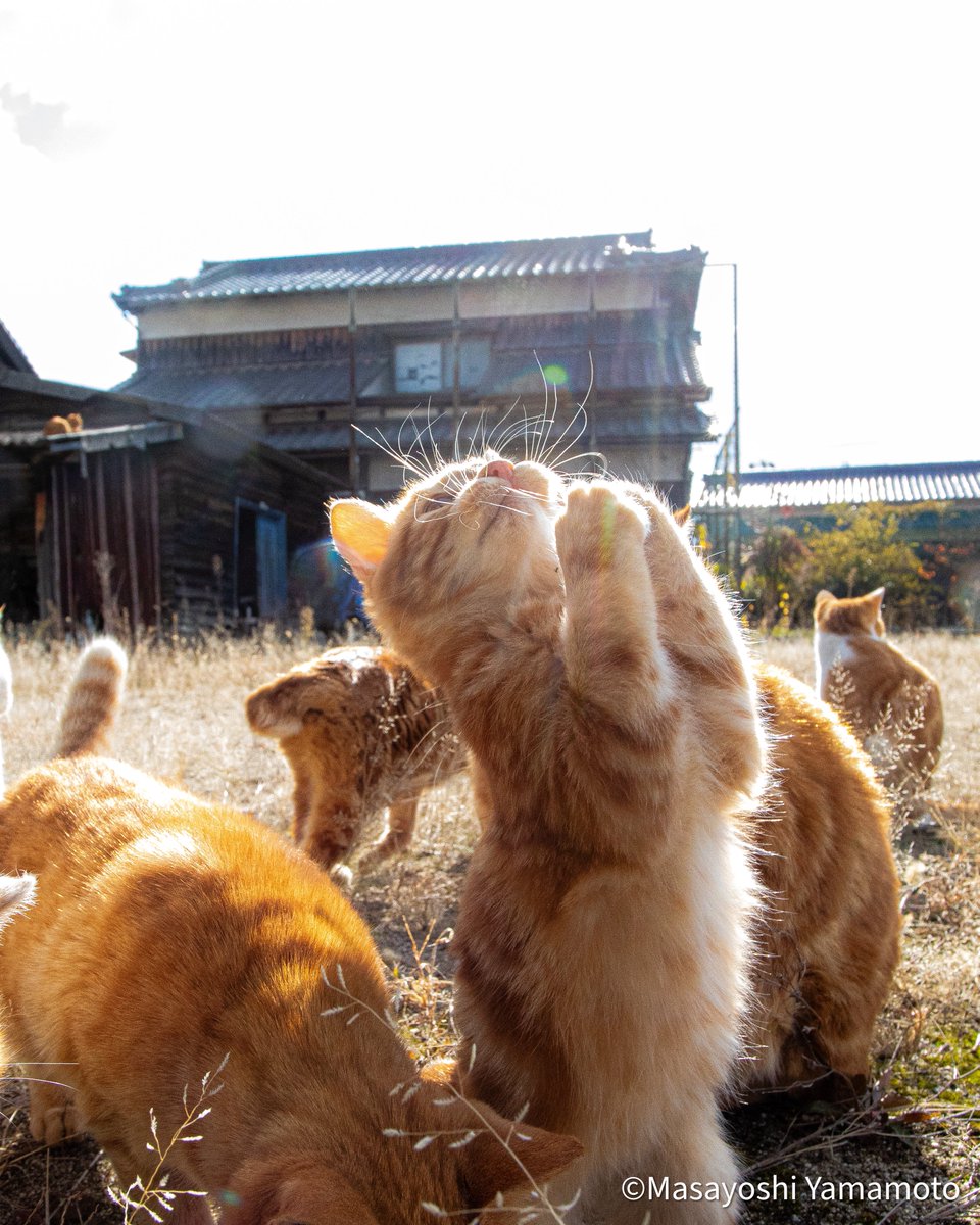 願う🌟

#ねこ #猫 #cat