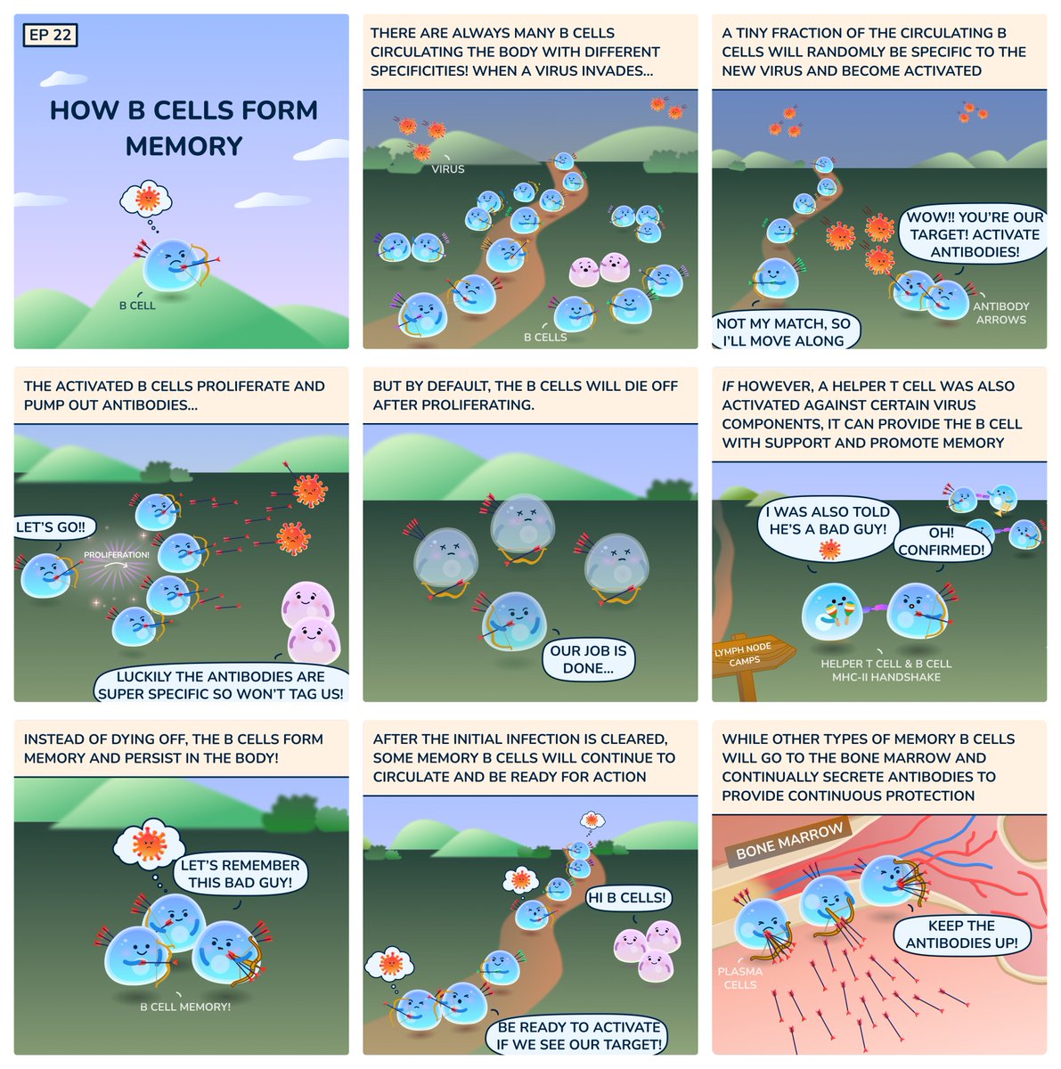#bcells are a critical part of our #immunesystem responsible for long range protection using #antibodies. How they form memory after an infection is a collaborative process with T cells!
#cellstories by Armon Sharei and Shirley Mao. Past episodes: rvnway.com/cellstories