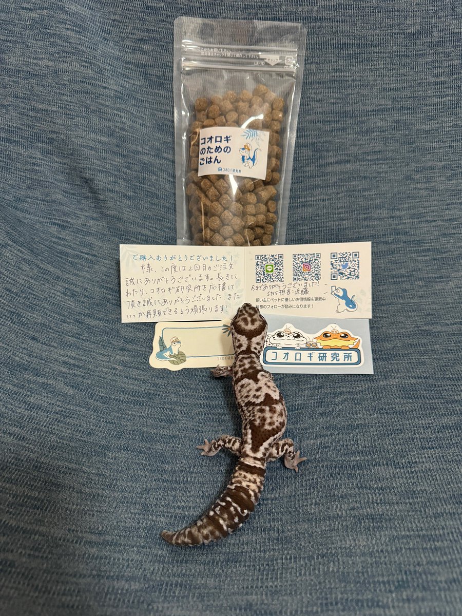 yasagure_Gecko's tweet photo. #コオロギ研究所 さんのリプでも申しましたが、おととい最後の注文分が無事届きました😭
死着ゼロは流石です✨
可愛いステッカーとあたたかいメッセージ、ありがとうございました🥰
トレノも瞳を潤ませながら熟読してました🥹
さよならは言いません…ずっと応援してます🙌☺️ https://t.co/nUD27SWD1d