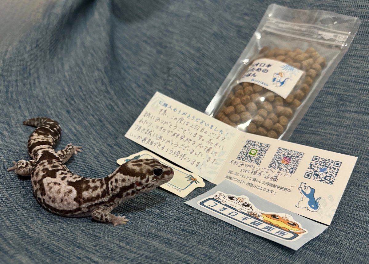 yasagure_Gecko's tweet photo. #コオロギ研究所 さんのリプでも申しましたが、おととい最後の注文分が無事届きました😭
死着ゼロは流石です✨
可愛いステッカーとあたたかいメッセージ、ありがとうございました🥰
トレノも瞳を潤ませながら熟読してました🥹
さよならは言いません…ずっと応援してます🙌☺️ https://t.co/nUD27SWD1d