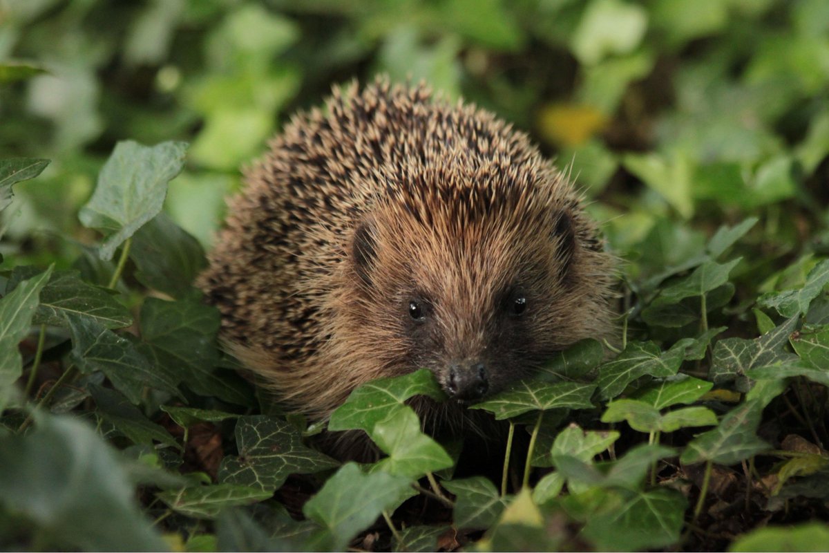 Hedgehog Society tweet media