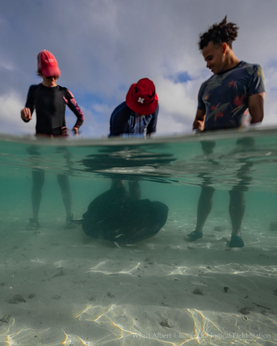 BiminiSharkLab tweet picture