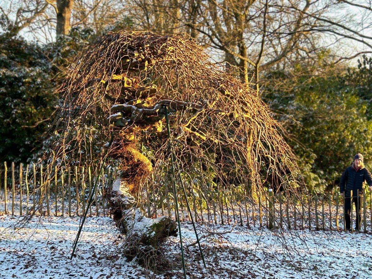 Barchamtrees's tweet photo. On his travels in Dundee last week, Keith found an original mutation of a Camperdown Elm in Camperdown Park, Dundee. 🌳
This is definitely a wonderfully weird tree with it's twisted stature - what do you think? 💡
#dundee #camperdown #elm #uniquetree #trees @dundeecouncil https://t.co/mO6pcGBHWq