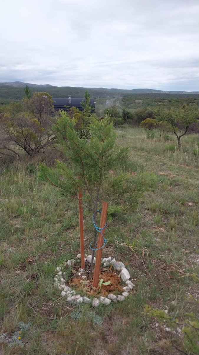 acciontoken's tweet photo. 🧙♀️ATENCIÓN poseedores de Voucher Tree 🌲de #Mithus: recuerden que deben enviar dicho NFT al handle $mithr con el nombre elegido, para que podamos ir sumando los nuevos Arboles al Bosque Mithus!
Gracias por participar! 🌳
#CardanoCommunity #CNFTCommunity #CardanoCommunity https://t.co/DSDuzyJsVN