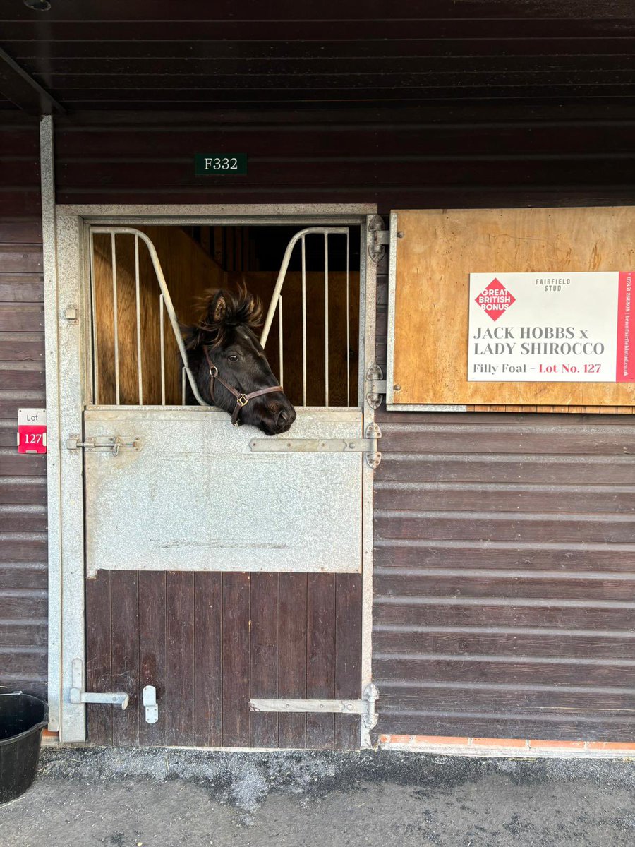 Lot 127 is position at @GoffsUK Jack Hobbs x Lady Shirocco 100% GBB registered She’s a cracker! 🥰 Come and see her!