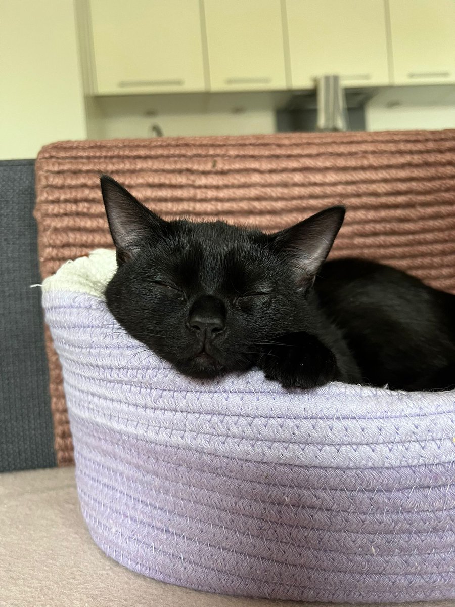 LDNCityKitties's tweet photo. 🌟 Meet the dynamic duo: Gustav and Gretchen! 🐾 These two bring joy, drama, and endless love. Ready to welcome this adorable pair into your home? 🏡💖

Find out more about them here 📷https://t.co/X4cHecymrg #catoftheday #catsoftwitter #rescuekitties #adoptdontshop https://t.co/iD459kbwvr