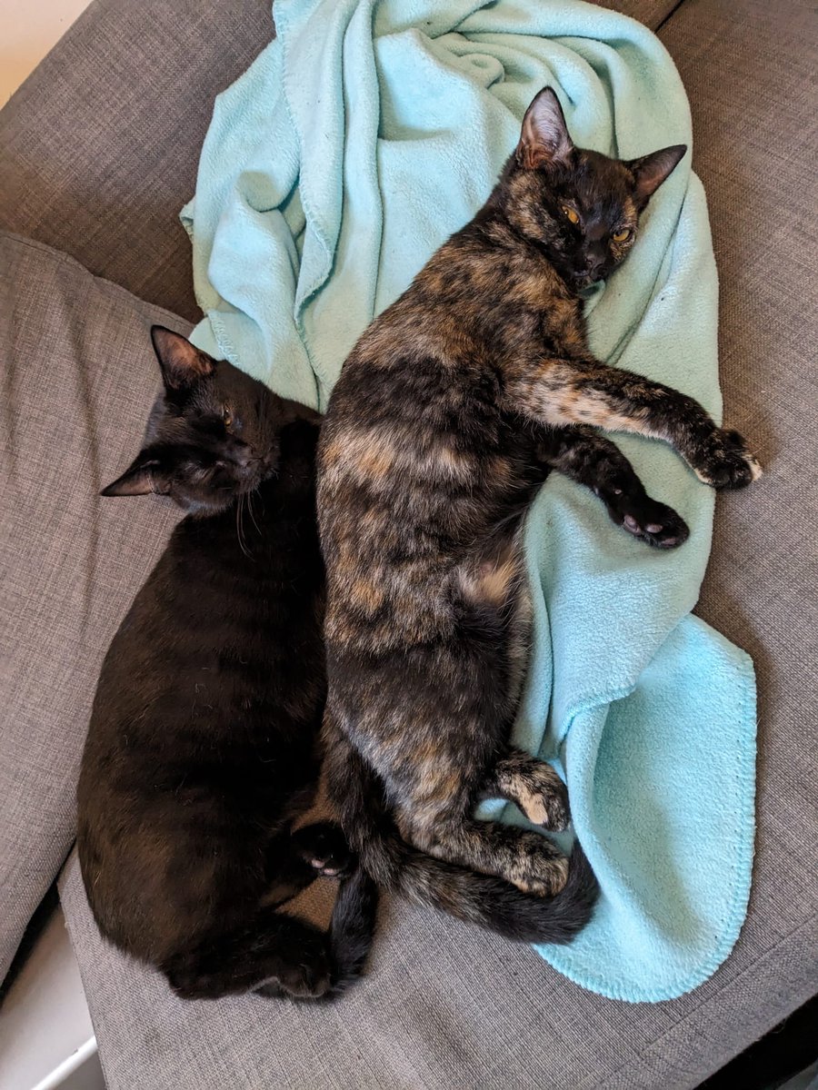 LDNCityKitties's tweet photo. 🌟 Meet the dynamic duo: Gustav and Gretchen! 🐾 These two bring joy, drama, and endless love. Ready to welcome this adorable pair into your home? 🏡💖

Find out more about them here 📷https://t.co/X4cHecymrg #catoftheday #catsoftwitter #rescuekitties #adoptdontshop https://t.co/iD459kbwvr