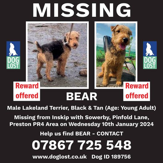 #BringBearHome #MissingDog #DogLost #Inskip #Preston #Lancashire #PleaseShare