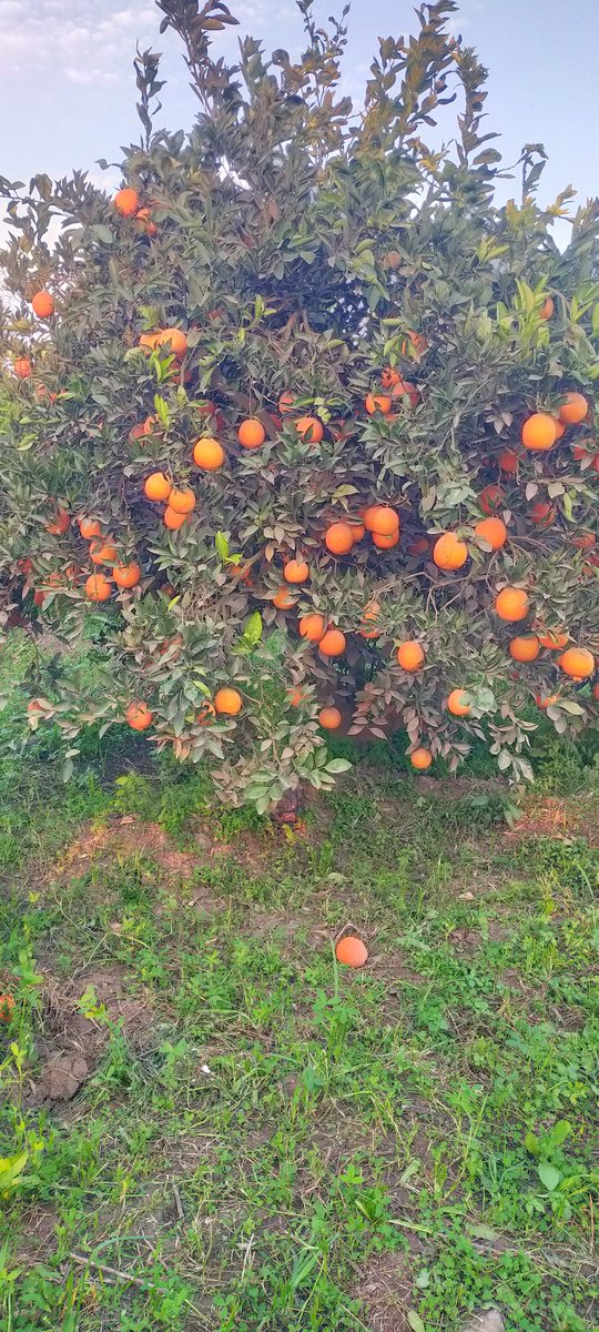 احلى برتقال