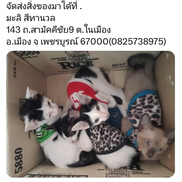 MaliLovEcat's tweet photo. ขออนุญาตค่ะ...ขอรับบริจาคอาหารควบคุมความเค็มแม็กซิม่าสำหรับแมวป่วยนิ่ว อาหารเม็ดธรรมดาเพื่อเอามาผสมอาหารเม็ดที่ผู้ใหญ่ใจดีเมตตาบริจาคมาให้เด็กๆเนื่องจากอาหารเม็ดแบบนี้มีรสเค็มเด็กๆกินอย่างเดียวไม่ได้เพราะอาจทำให้น้องเป็นโรคไตค่ะ🙏🙏🙏#ทาสแมว #แมวจร #คัลแลน #แอนจักรพงษ์ https://t.co/JkyBL6zyLK