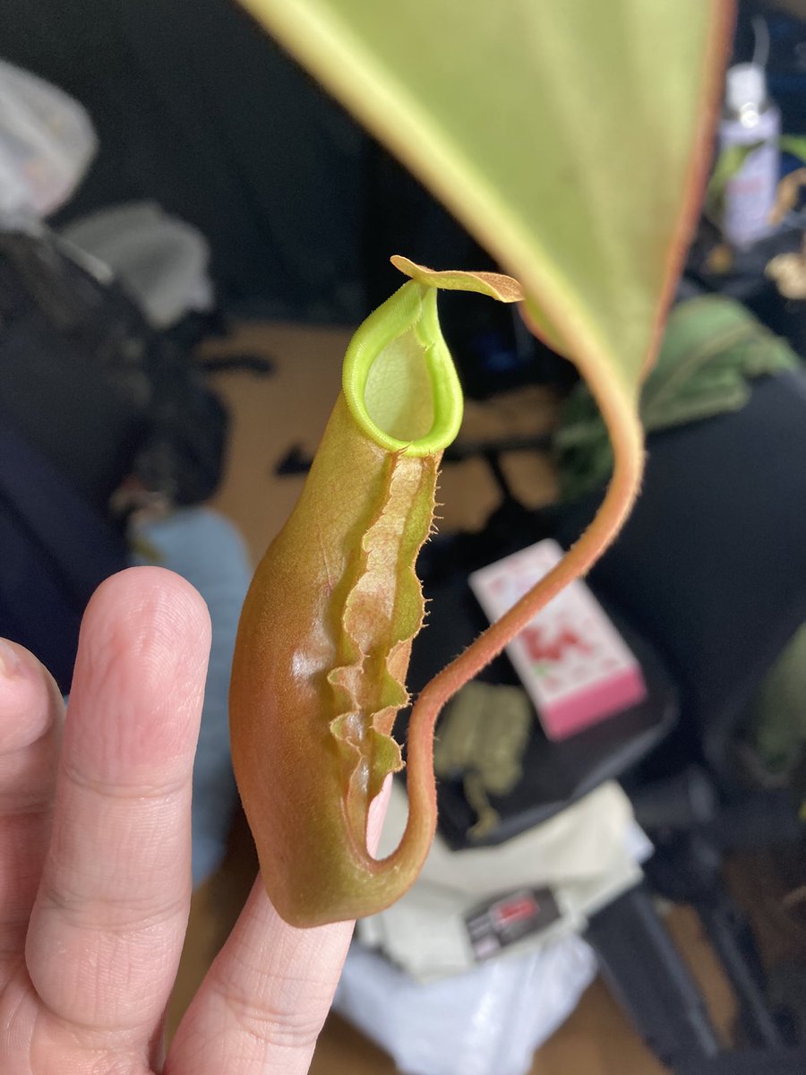 NEWamp2's tweet image. N.mirabilis×veitchii variegated
中透け斑入り個体。
時間が経つと白斑になってくる。
袋はピンクっぽい