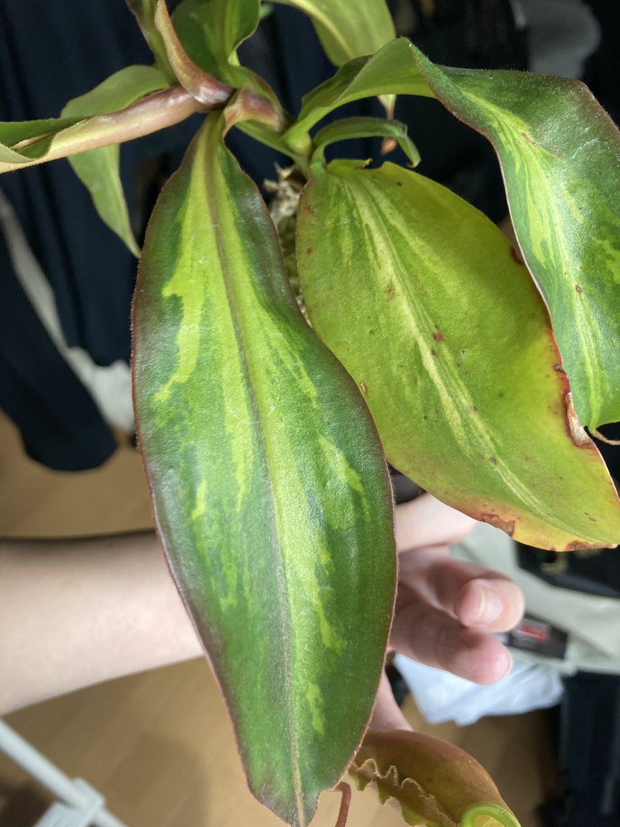 NEWamp2's tweet image. N.mirabilis×veitchii variegated
中透け斑入り個体。
時間が経つと白斑になってくる。
袋はピンクっぽい