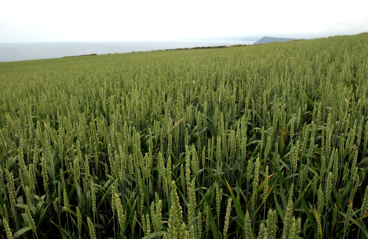westernseeds's tweet photo. Looking for cereal seed?
Cereal seed is in short supply in the UK this year but we have Mulika spring wheat seed in store for you to order now. https://t.co/KknBfefWAH