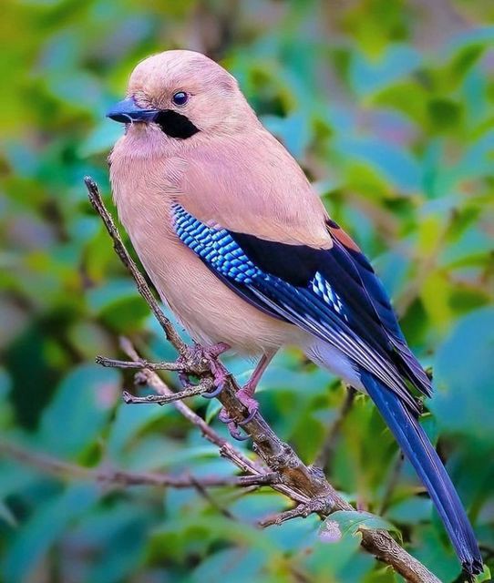 Axaxia88's tweet photo. 🐦Eurasian jay, A single jay can bury between 4,500 and 11,000 acorns a year and remember their location up to 10 months later.

#birds #birdwatching #wildlifephotography #photograghy #TwitterNatureCommunity #BirdsOfTwitter https://t.co/BLtyjr1Kyi