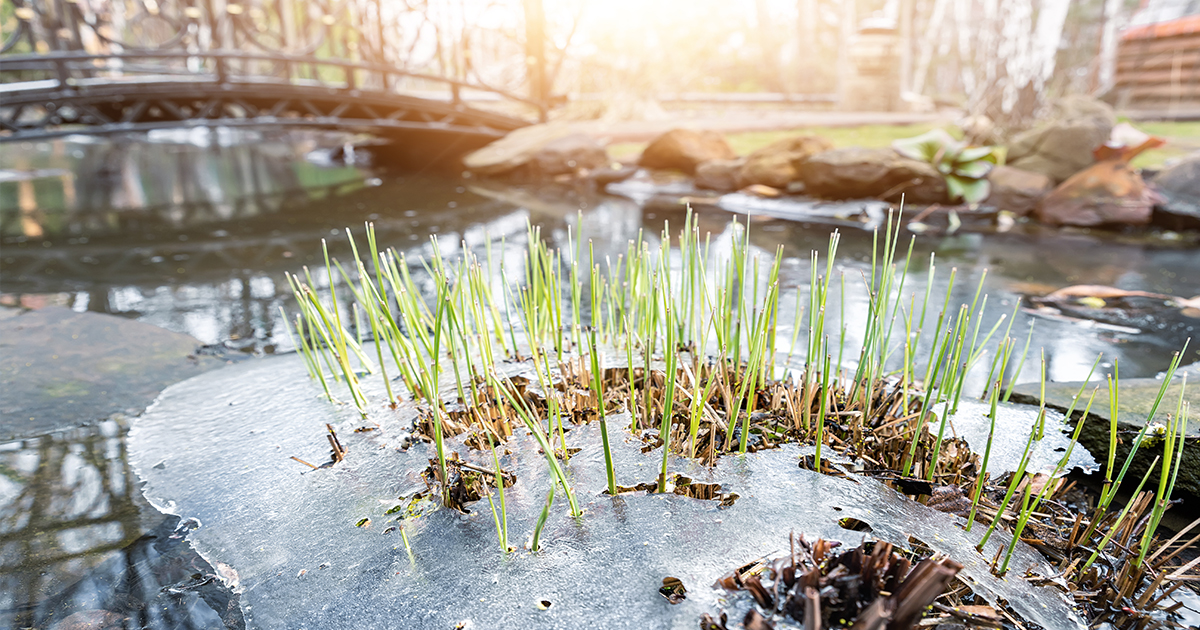 If you have a frozen fish pond, make a hole in it by holding a saucepan of hot water on the surface until melted through to ensure that the water can remain oxygenated for your fishy friends. Do not crack the ice, as this is harmful to fish 🐟❄️

#fishpond #winterpondcare