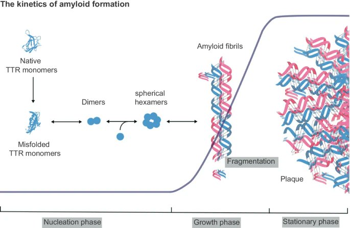 Wild-type Transthyretin Amyloid Cardiomyopathy 

•Age-related, life-threatening disease
•Misfolded transthyretin deposition in myocardium
•Tafamidis: FDA-approved treatment. Other ongoing trials (i.e AG10)
🔑Need for more alternative therapies, esp. for late-stage diagnoses