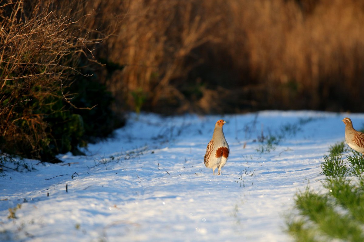 MDSuperCluster's tweet image. Calling all farmers, agronomists, keepers, farm advisors, birders, ecologists, nature enthusiasts, get involved in Big Farmland Bird Count #BFBC 2-18th Feb!
If it is not your farm or you&apos;re off the footpath,ask permission!
Info-bfbc.org.uk 
#DataIsKey @Gameandwildlife