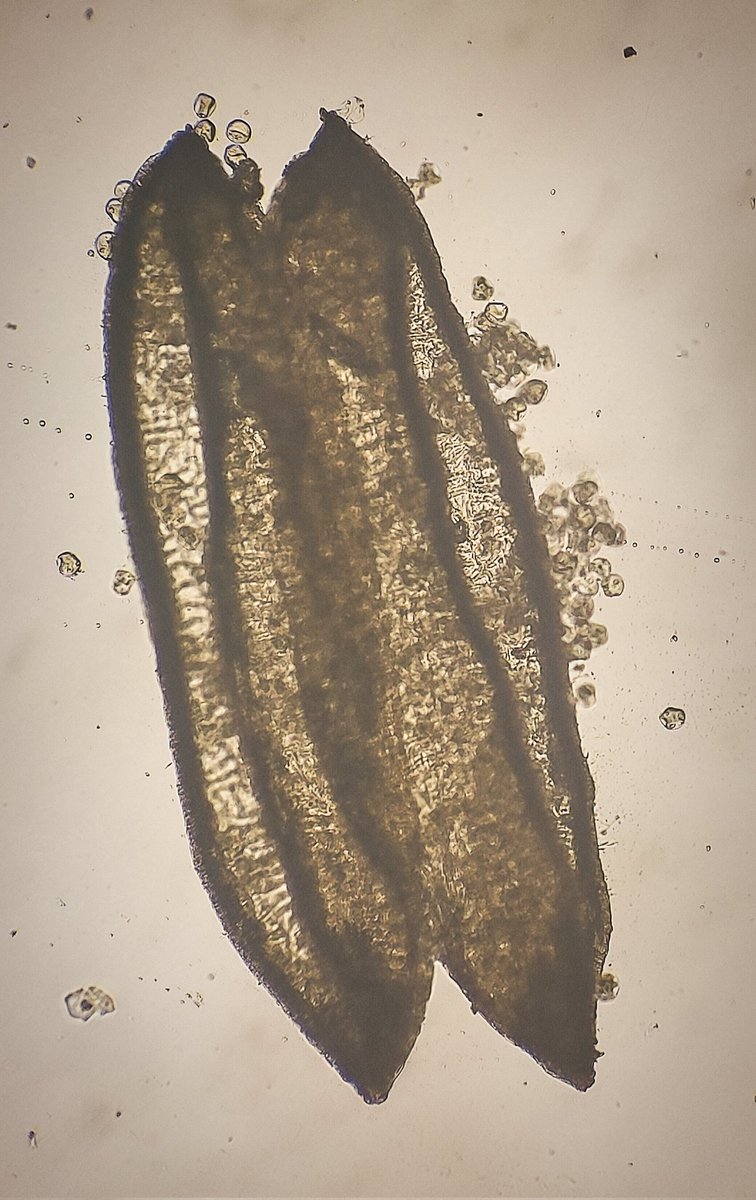 #Anther of #Poa annua after dehiscence showing the #pollen #grains - length of anther is 0.7mm
#poaceae #grasses #palynology