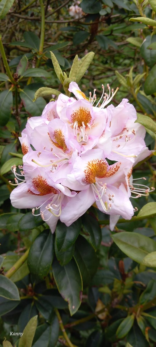 Kanny (@claudiamelissen) on Twitter photo 