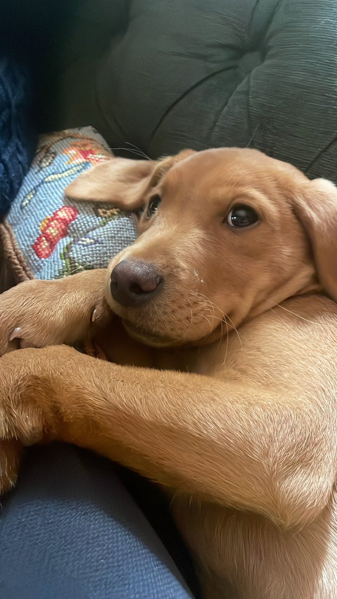 Cardross Estate tweet media