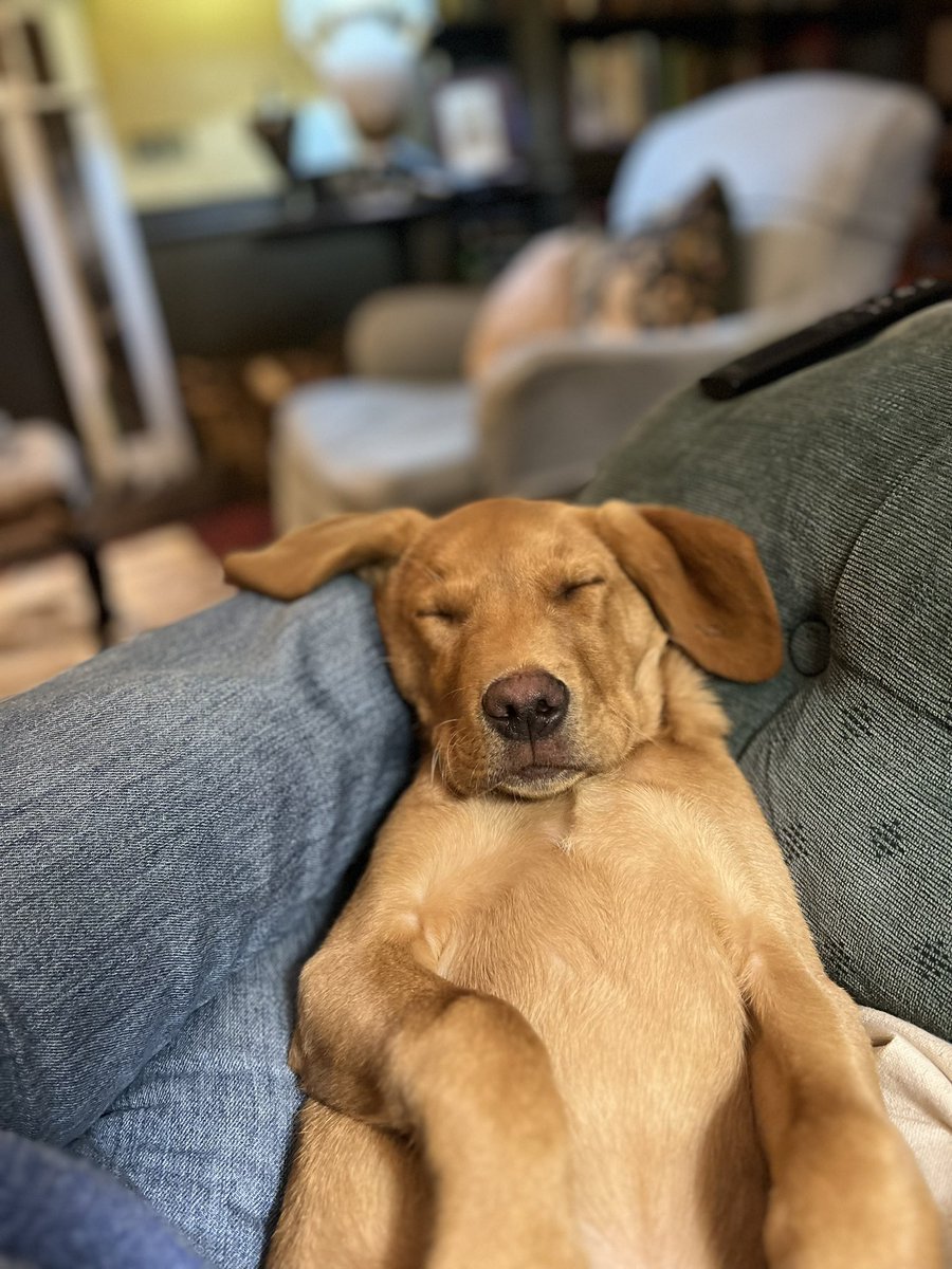Schnapps our new marketing manager is growing up fast. Not quite in the role yet, but has shared with me some good starter collateral. Although he appears to be a little self obsessed. #theygrowupsofast 
.
#puppy #labrador #dogslife #puppylove #countrydog #wayoflife #itsadogthing