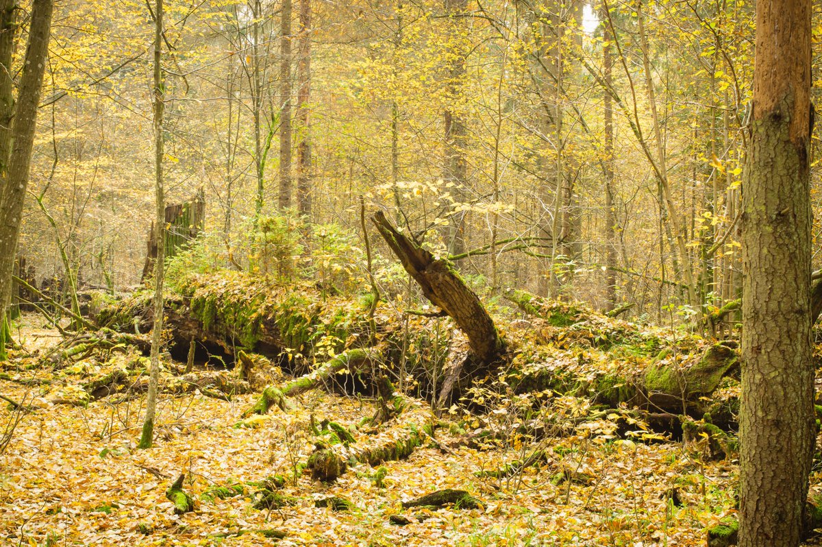 tomdiserens's tweet image. Białowieża Primeval Forest has been described as Europe’s Serengeti or Great Barrier Reef. Yet in most circles outside Poland, the forest remains little known.

I’d like to help change that, so here are six reasons why the forest is so precious ⬇️🧵