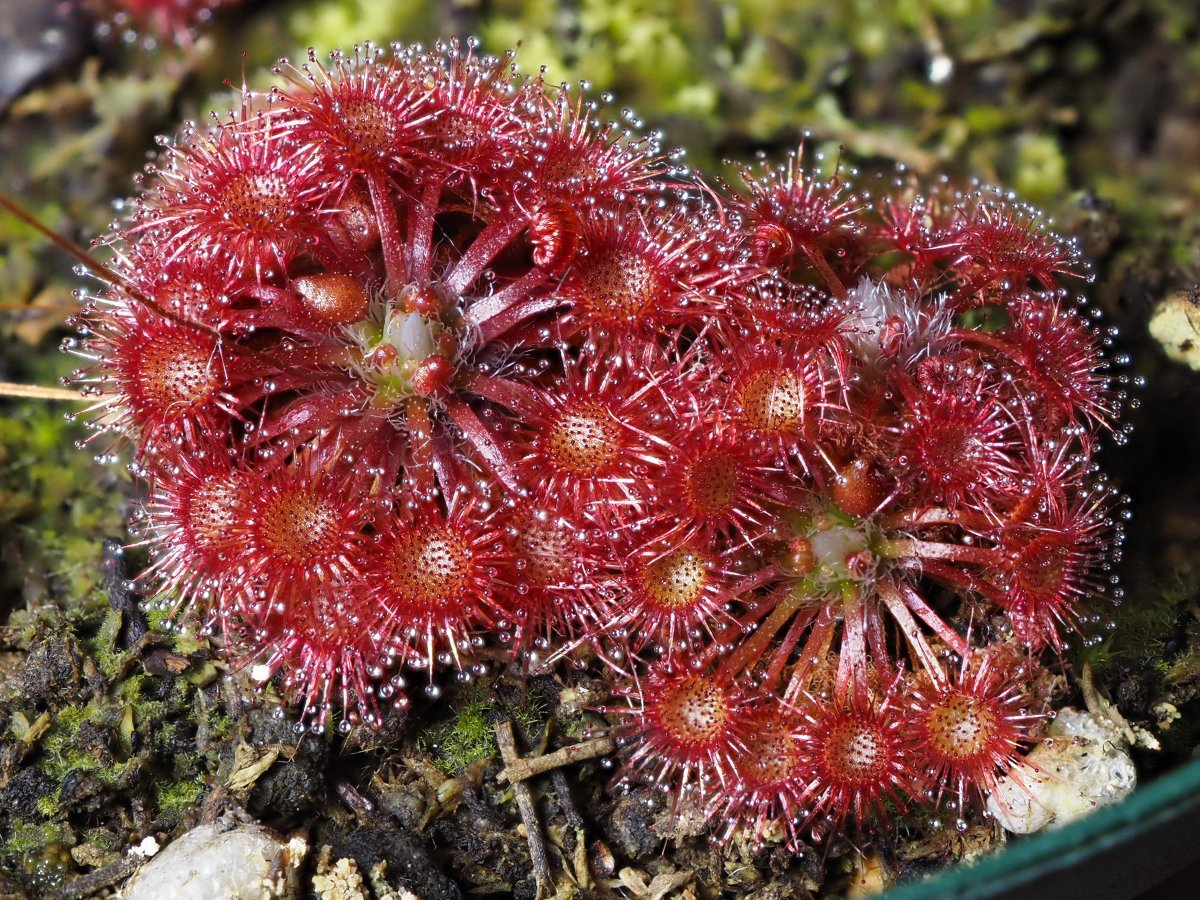 Drosera 'Toodyay Pink'
もりもり丈夫そうな種類。
