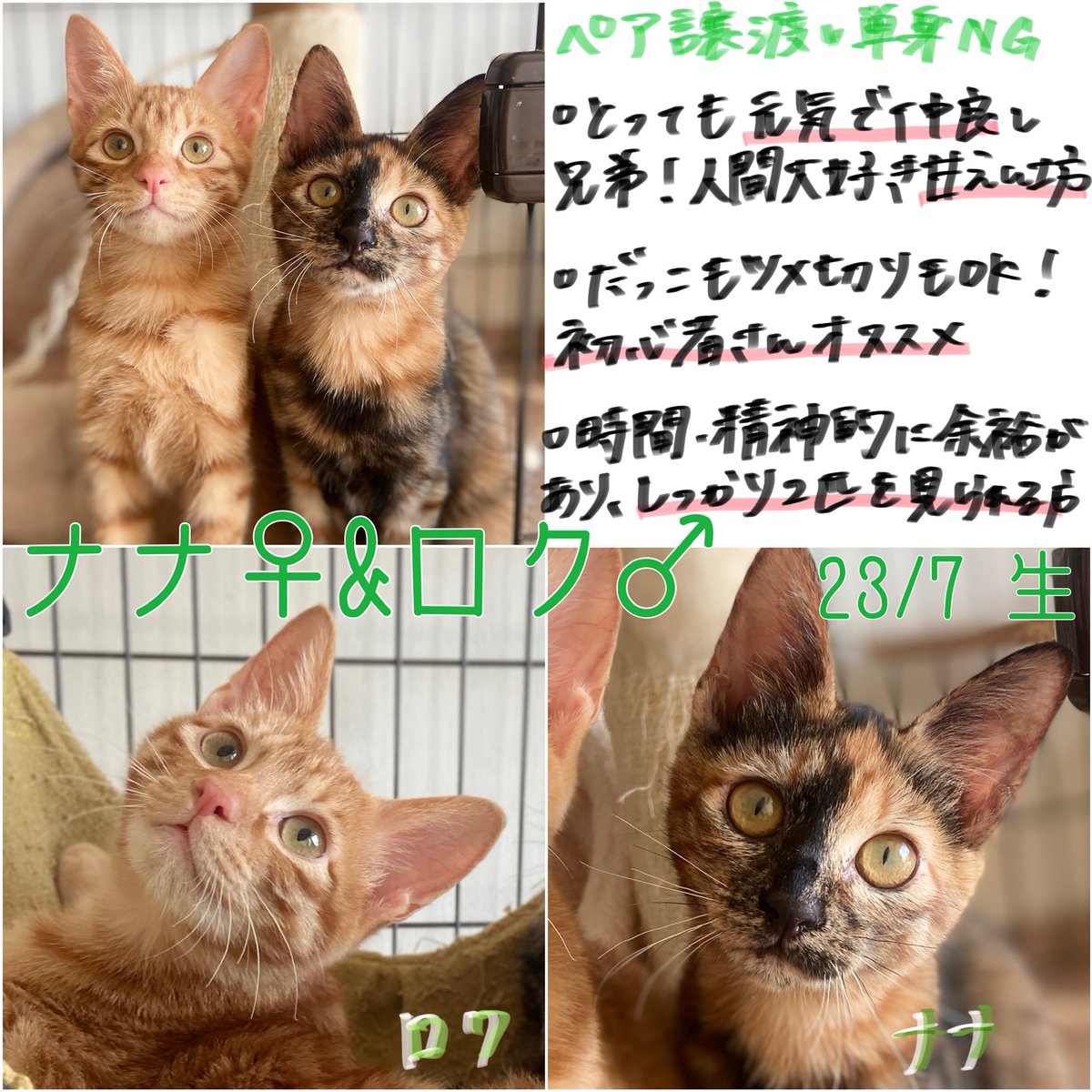 minatoneco's tweet photo. 【知っていますか⁉︎サビ猫🐈】

黒と茶が不規則に混ざりあった柄で別名べっ甲猫と呼ばれ一口にサビ猫と言っても柄の出方が様々で魅力的💓

認知度イマイチ？ですが賢く人懐こく良い子が多いんです！
多頭飼いにも🙆‍♀️

譲渡会予約はコチラ(田町駅徒歩7分)
▶︎ https://t.co/EcY5peiucr

#保護猫
#港区 https://t.co/vFUwC3LTBR