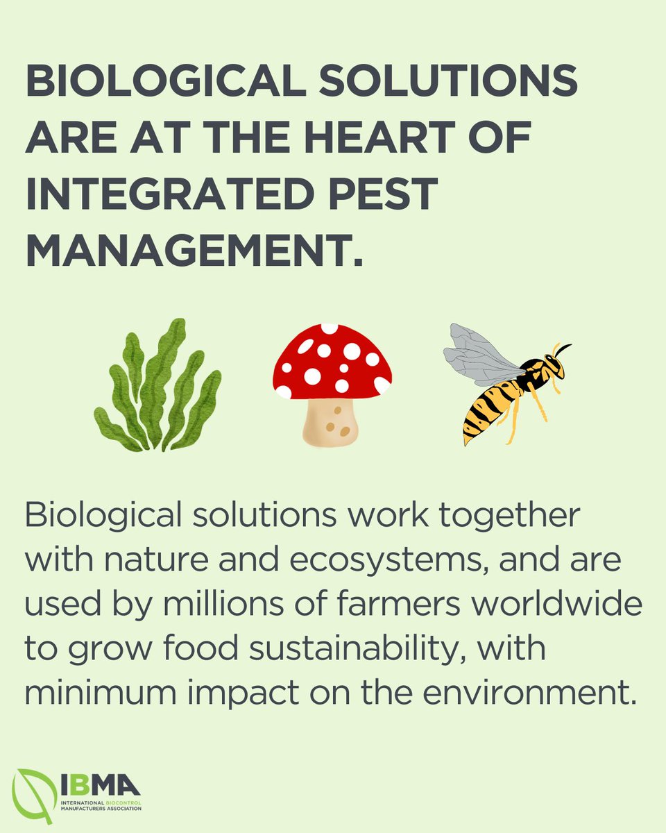 Integrated Pest Management, or #IPM, is a biology 1st approach to the management of pests + diseases. Biocontrol is central to IPM, as a #nature-friendly, biological approach to pest management. Read more about #biocontrol + IPM: ibma-global.org/ibma-value #GreenDeal #FoodSystems