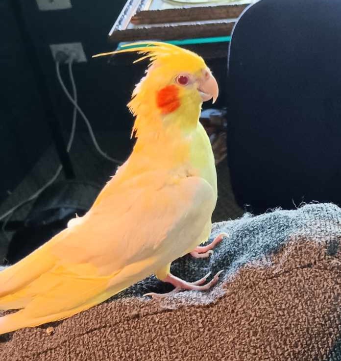 SheScreams15's tweet photo. This is also the radiant Selene.
She's like the link between dinosaurs and chickens. 

#birds #birbs #cockatiel #cockatiels https://t.co/H91j4fldwD