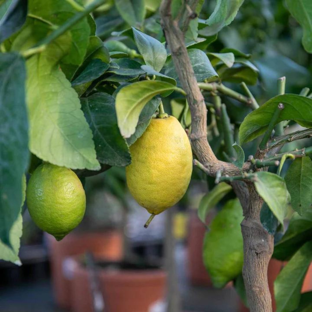 marshallsgardn's tweet photo. Step into the sunny world of citrus delight with our spotlight on Lemon 'Eureka'! π
Known for its classic, glossy yellow fruit and evergreen foliage, Lemon 'Eureka' adds a touch of Mediterranean charm to your garden πΏβ¨
#LemonEureka #GreenhouseGoals #CitrusMagic https://t.co/mvwdBHX0sF